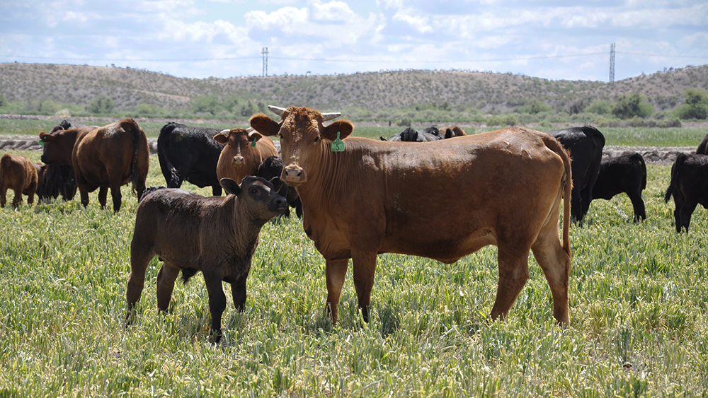 livestock solar watering